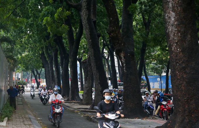 Hàng[-]cổ[-]thụ[-]trăm[-]tuổi[-]ở[-]trung[-]tâm[-]TP[-]HCM[-]trước[-]khi[-]bị[-]đốn[-]hạ
